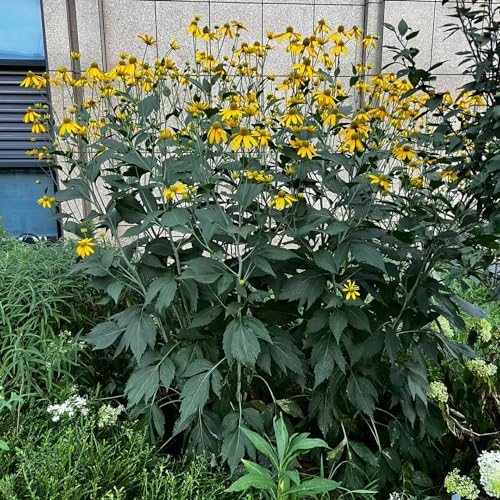 WJKWY-Q 30 pezzi semi di echinacea vaso da fiori biologico fiori di campo estivi Rudbeckia laciniata, vaso bonsai piante da balcone piante da casa piante da inter semi di fiori di campo piante in