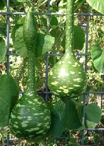 TROPICA zucca gigante (Cucurbita lagenaria) 15 semi