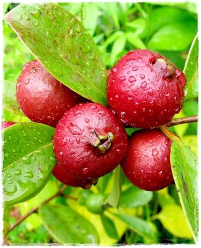 Generico PIANTA DI GUAIAVA, GUAVA ROSSA O FRAGOLA