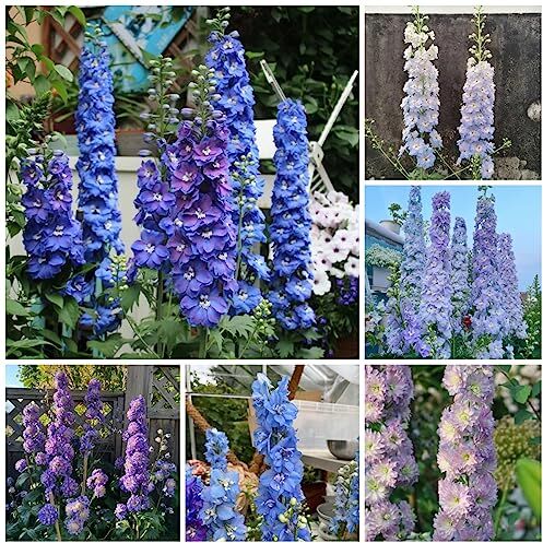 Generic 500 pz semi di speronella perenne resistente, piante in vaso resistenti all'aperto Delphinium grandiflorum Consolida ajacis Flower Meadow Seeds Fioriere Piante da appartamento esotiche