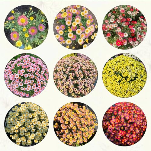 Generic 200 pezzi semi di fiori di crisantemo fiori da giardi perenni resistenti, Argyranthemum frutescens, vaso per piante fiori di campo estate decorazione balcone semi di fiori di campo esoti