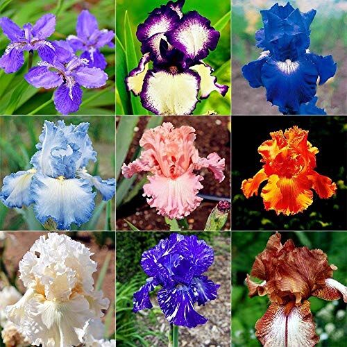 Generic Portal Cool Giallo: 50Pcs / Bag Iris Flower Seme raro Giaggiolo paonazzo Seed Nave Piante Bonsai Fiori