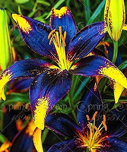 SVI PLAT FIRM Germinazione dei semi: 2 lampadine: Blu Giallo Lily Bulbi, Blu Giallo fiori di giglio, giglio Bulbi, Not Lily Seeds