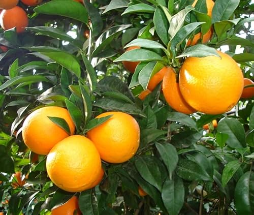 Generico Pianta di Arancio Brasiliano in vaso o fitocella