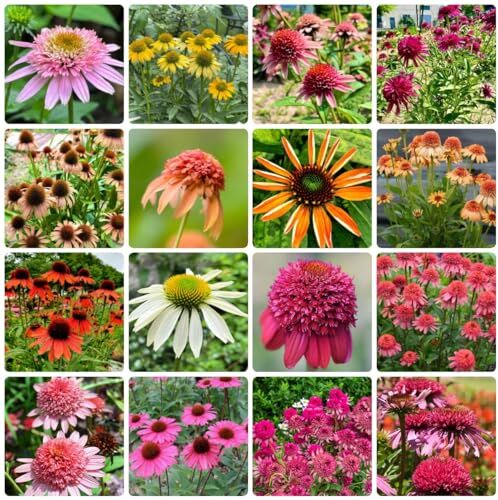 Generic 100 Pezzi Di Semi Di Coneflower, Perenne Resistente Decorazione Autunnale, Piante Esotiche, Semi Di Echinacea Resistenti, Echinacea Purpurea, Piante Resistenti Per Balcone, Piante Resisten