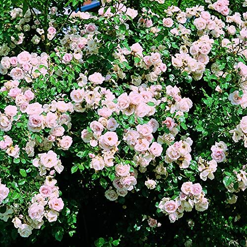 Rose Barni New Dawn, rosa rampicante in vaso di ®, pianta rampicante rifiorente a mazzi,h. raggiunta fino a 5 metri, pianta di rosa in vaso resistente alle malattie, leggermente profumata, cod.18085