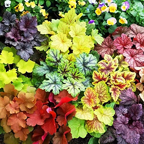 WJKWY-Q 450 heuchera hardy mix semi serie di piante rare prato fiorito perenne hardy bee prato decorazione murale piante semi di fiori fiori selvatici balcone estivo resistente all'inver