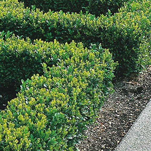 GardenersDream Piante di Bosso da Siepe 20-40 cm Bosso Sempervirens Folta Siepe Sempreverde (50 Piante)