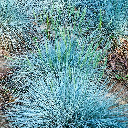 GardenersDream Festuca glauca Azzurra   Erbe da Giardino Sempreverdi   Pianta Arbustiva