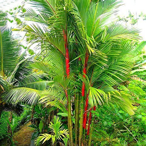 SVI Semi soluzione farm Heirloom Rossetto Palm Cyrtostachys Renda Albero, 20 semi, tenuta rosso cera di palma (semi non TREE)