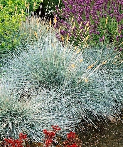 Vivaio di Castelletto Festuca blu "Festuca glauca Elijah Blue" pianta in vaso ø14 cm