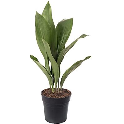 GardenersDream Pianta di ghisa Aspidistra Elatior Piante da interno sempreverdi alte ed esotiche. GardenersDream Pianta di ghisa Aspidistra Elatior Piante da interno sempreverdi alte ed esotiche.