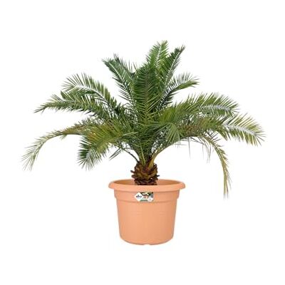 Elho green basics cilinder 80cm Mild Terra Elho green basics cilinder 80cm Mild Terra