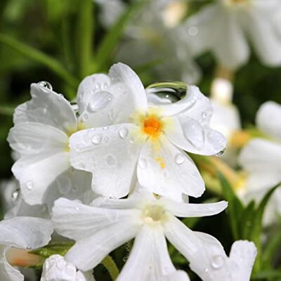 Arborix 12 unità Phlox Subulata 'Calvides White' Muschio di Phlox 'Calvides White' Vaso 9x9cm ±1 m² Phlox con Fiori Bianchi e Crescita Bassa Arborix 12 unità Phlox Subulata 'Calvides White' Muschio di Phlox 'Calvides White' Vaso 9x9cm ±1 m² Phlox con Fiori Bianchi e Crescita Bassa