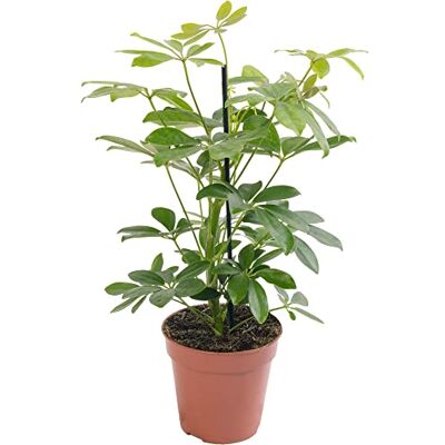 GardenersDream Schefflera Nora, pianta d'appartamento grande, vera sempreverde esotica e rara. GardenersDream Schefflera Nora, pianta d'appartamento grande, vera sempreverde esotica e rara.