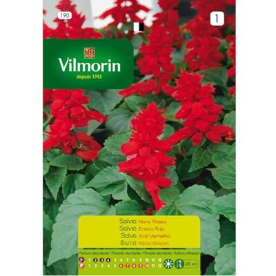 Vilmorin Kit 10 bustine Semi SALVIA NANA ROSSA 190 Vilmorin Kit 10 bustine Semi SALVIA NANA ROSSA 190