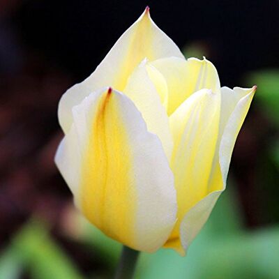GardenersDream Tulipano Purissima Bianco Puro Mini Bulbi Primavera Interno Esterno GardenersDream Tulipano Purissima Bianco Puro Mini Bulbi Primavera Interno Esterno