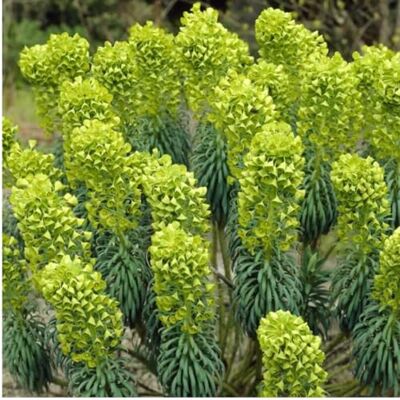 Arborix 6 x Euphorbia Lathyris – Pianta Perenne Anti-Talpe in Vaso 9x9 cm Pianta perenne resistente, cresce ogni anno e richiede poca manutenzione. Arborix 6 x Euphorbia Lathyris – Pianta Perenne Anti-Talpe in Vaso 9x9 cm Pianta perenne resistente, cresce ogni anno e richiede poca manutenzione.