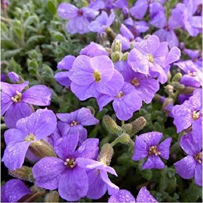 Arborix 6 x Aubrieta 'Cascade Purple' Perenni Vaso 9cm x 9cm Arborix 6 x Aubrieta 'Cascade Purple' Perenni Vaso 9cm x 9cm