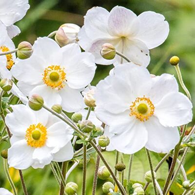 GardenersDream Anemone Plant Honorine Jobert Anemone Giapponese Perenne da Giardino Decidua GardenersDream Anemone Plant Honorine Jobert Anemone Giapponese Perenne da Giardino Decidua