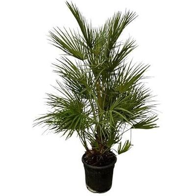 Generic Chamaerops Humilis – Palma verde – Pianta d'appartamento – 130 cm – Ø 24 cm Generic Chamaerops Humilis – Palma verde – Pianta d'appartamento – 130 cm – Ø 24 cm