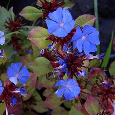 Arborix 6 x Ceratostigma Plumbaginoides Perenni Vaso 9cm x 9cm Arborix 6 x Ceratostigma Plumbaginoides Perenni Vaso 9cm x 9cm