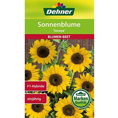 Dehner Sementi per Fiori, Girasole Soraya, Confezione da 5 (5 x 6 g) Dehner Sementi per Fiori, Girasole Soraya, Confezione da 5 (5 x 6 g)