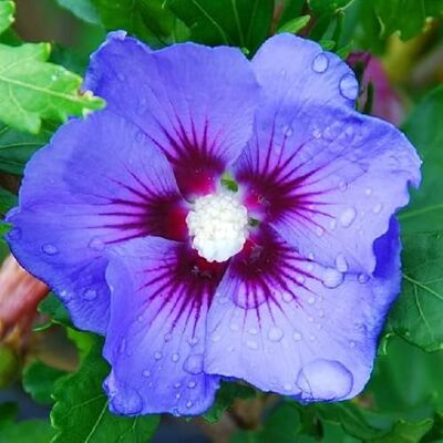 Generic Ibisco 'Oiseau Bleu' 40–60 cm Vaso – Hibiscus syriacus 'Oiseau Bleu' – Fioritura blu estiva Generic Ibisco 'Oiseau Bleu' 40–60 cm Vaso – Hibiscus syriacus 'Oiseau Bleu' – Fioritura blu estiva