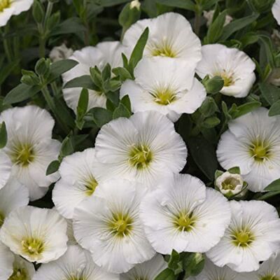 Arborix 6 x Arenaria Montana Perenni Vaso 9cm x 9cm Arborix 6 x Arenaria Montana Perenni Vaso 9cm x 9cm