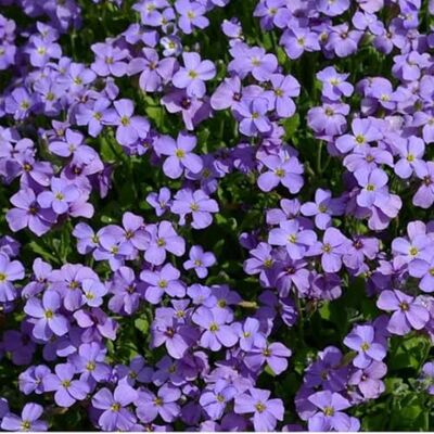Arborix 6 x Aubrieta 'Cascade Blue' Perenni Vaso 9cm x 9cm Arborix 6 x Aubrieta 'Cascade Blue' Perenni Vaso 9cm x 9cm