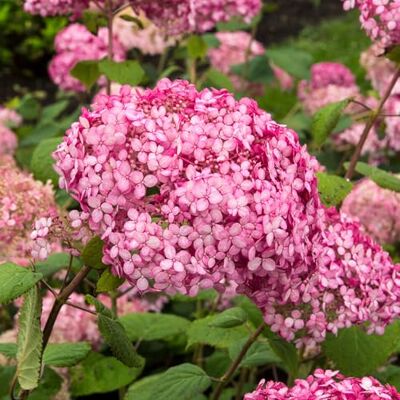 GardenersDream Ortensia Pink Annabelle Pianta da esterno fiorita da giardino GardenersDream Ortensia Pink Annabelle Pianta da esterno fiorita da giardino
