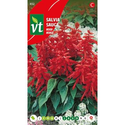 Arborix Semi di Salvia Rossa Pianta Resistente Colore del Fiore Rosso Contenuto 0,5 g Arborix Semi di Salvia Rossa Pianta Resistente Colore del Fiore Rosso Contenuto 0,5 g