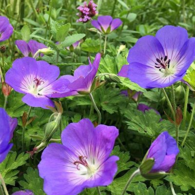 GardenersDream Geranium Rozanne Geranio Perenne Piante da Giardino Robuste Pianta Fiorita in Vaso GardenersDream Geranium Rozanne Geranio Perenne Piante da Giardino Robuste Pianta Fiorita in Vaso
