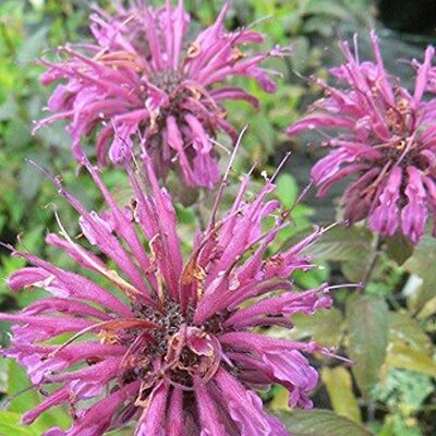 Arborix 6 x Monarda 'Aquarius' Perenni Vaso 9cm x 9cm Arborix 6 x Monarda 'Aquarius' Perenni Vaso 9cm x 9cm