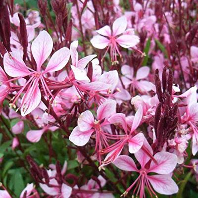Arborix 6 x Gaura Lindheimeri 'Cherry Brandy' Perenni Vaso 9cm x 9cm Arborix 6 x Gaura Lindheimeri 'Cherry Brandy' Perenni Vaso 9cm x 9cm