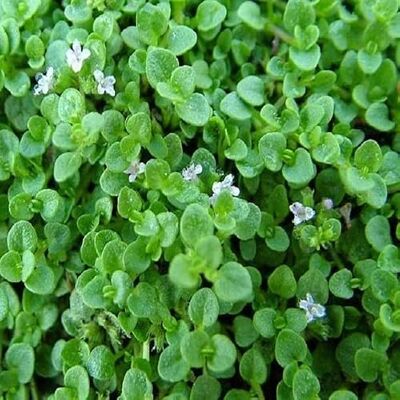 Arborix 6 x Mentha Requienii Perenni Vaso 9cm x 9cm Arborix 6 x Mentha Requienii Perenni Vaso 9cm x 9cm