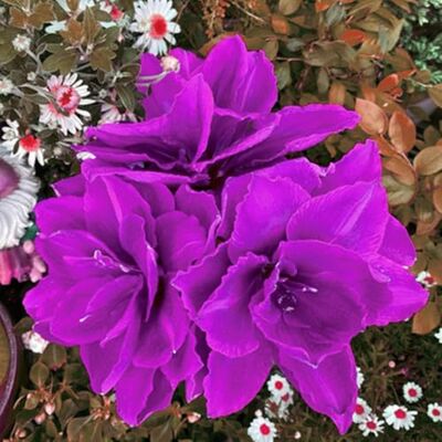 VJIDOSO Grazia Amaryllis,Garden,Molto grande,resistente all'inverno,Decorazione Eccellente,facile da curare,bellissima.-2PCS-O VJIDOSO Grazia Amaryllis,Garden,Molto grande,resistente all'inverno,Decorazione Eccellente,facile da curare,bellissima.-2PCS-O