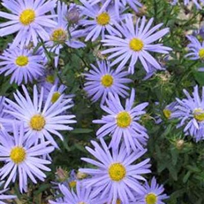 Arborix 6 x Kalimeris Incisa 'Blue Star' Perenni Vaso 9cm x 9cm Arborix 6 x Kalimeris Incisa 'Blue Star' Perenni Vaso 9cm x 9cm