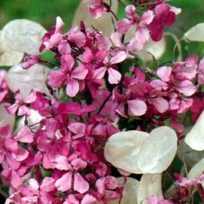 Arborix 12 unità Lunaria Annua Moneta del Papa Vaso 9x9cm ±1 m² Pianta con Fiori Viola e Semi Decorativi Arborix 12 unità Lunaria Annua Moneta del Papa Vaso 9x9cm ±1 m² Pianta con Fiori Viola e Semi Decorativi