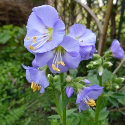 Arborix 6 x Polemonium Reptans 'Blue Pearl' Perenni Vaso 9cm x 9cm Arborix 6 x Polemonium Reptans 'Blue Pearl' Perenni Vaso 9cm x 9cm