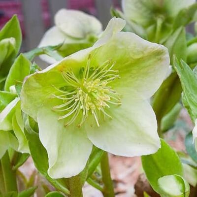 Arborix 3 x Helleborus Nigercors Perenni Vaso 9cm x 9cm Arborix 3 x Helleborus Nigercors Perenni Vaso 9cm x 9cm