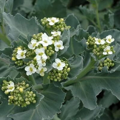 Arborix 6 x Crambe Maritima Perenni Vaso 9cm x 9cm Arborix 6 x Crambe Maritima Perenni Vaso 9cm x 9cm