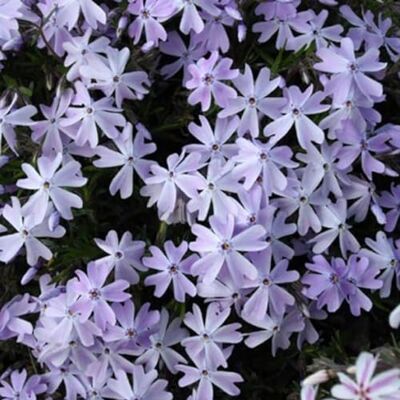 Arborix 6 x Phlox Subulata 'Emerald Cushion Blue' Perenni Vaso 9cm x 9cm Arborix 6 x Phlox Subulata 'Emerald Cushion Blue' Perenni Vaso 9cm x 9cm