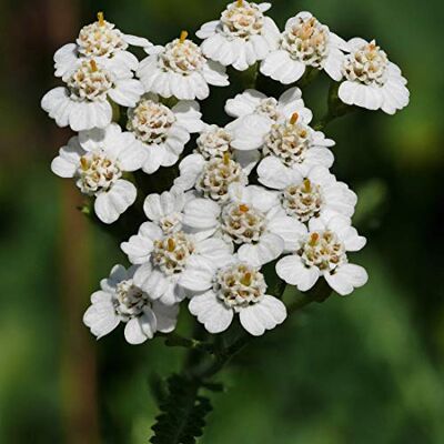 Arborix 6 x Achillea Millefolium Perenni Vaso 9cm x 9cm Arborix 6 x Achillea Millefolium Perenni Vaso 9cm x 9cm