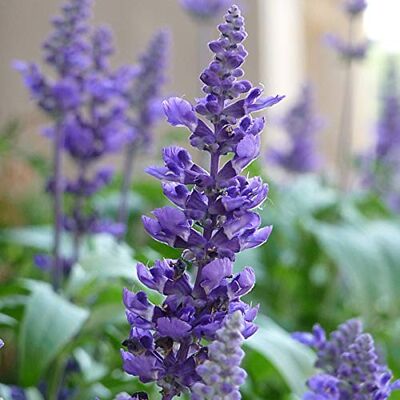 Arborix 6 x Salvia Nemorosa 'Blaukönigin' Perenni Vaso 9cm x 9cm Arborix 6 x Salvia Nemorosa 'Blaukönigin' Perenni Vaso 9cm x 9cm