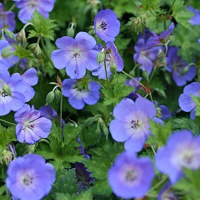 Arborix 12 unità Geranium 'Rozanne' Perenne Cranesbill Vaso 9x9cm ±1 m² Geranio con Fiori Blu e Rosa per Giardini e Bordure Arborix 12 unità Geranium 'Rozanne' Perenne Cranesbill Vaso 9x9cm ±1 m² Geranio con Fiori Blu e Rosa per Giardini e Bordure