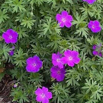 Arborix 6 x Geranium Sanguineum 'Max Frei' Perenni Vaso 9cm x 9cm Arborix 6 x Geranium Sanguineum 'Max Frei' Perenni Vaso 9cm x 9cm
