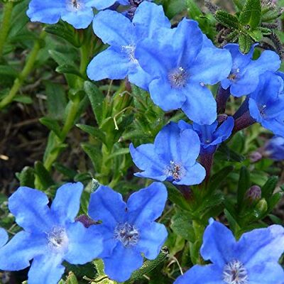 Arborix 6 x Lithodora Diffusa 'Heavenly Blue' Perenni Vaso 9cm x 9cm Arborix 6 x Lithodora Diffusa 'Heavenly Blue' Perenni Vaso 9cm x 9cm