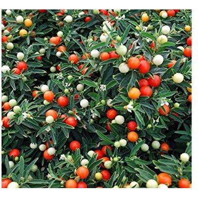 Generic 1 PIANTA DI SOLANUM PSEUDOCAPSICUM CILIEGIA DI GERUSALEMME VASO 12CM Perenni Generic 1 PIANTA DI SOLANUM PSEUDOCAPSICUM CILIEGIA DI GERUSALEMME VASO 12CM Perenni