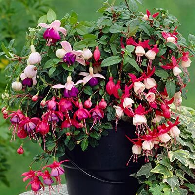 GardenersDream Collezione di 3 piante pronte da giardino Fucsia Arbusti resistenti per esterni in vaso mix GardenersDream Collezione di 3 piante pronte da giardino Fucsia Arbusti resistenti per esterni in vaso mix